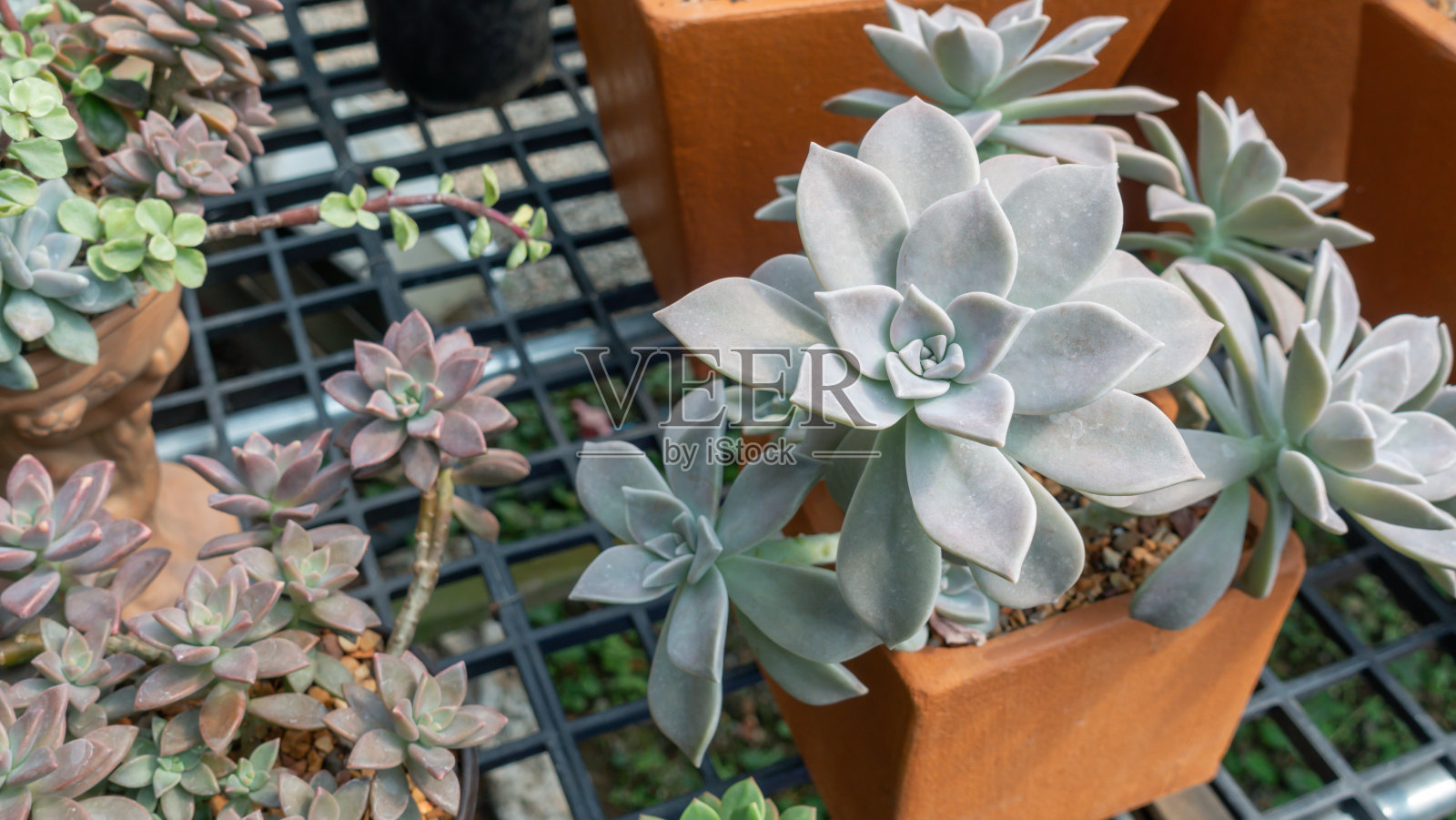 花园里多汁的仙人掌植物。照片摄影图片