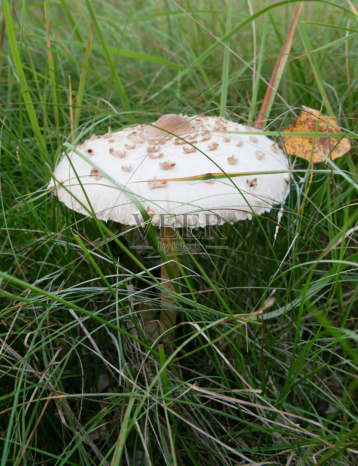 日落时的森林蘑菇照片摄影图片