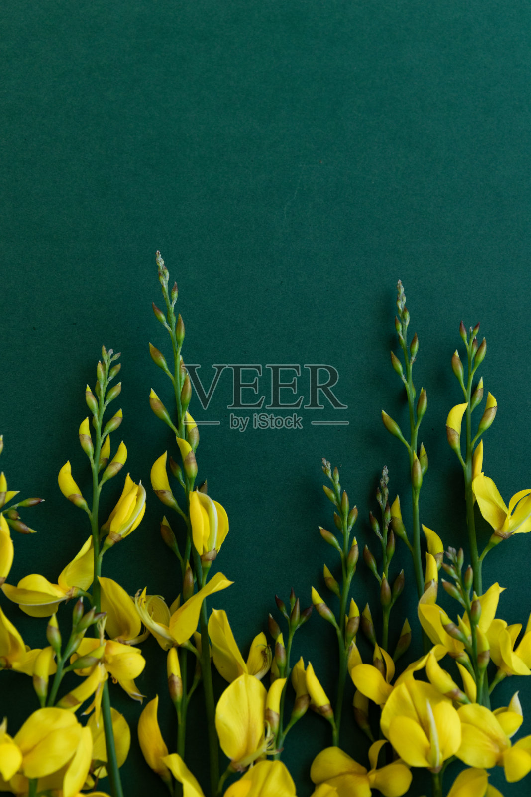 黄花金雀花在蓝绿色的背景上，平铺着花卉主题照片摄影图片