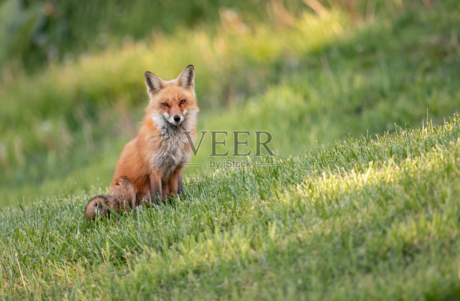 红狐狸照片摄影图片