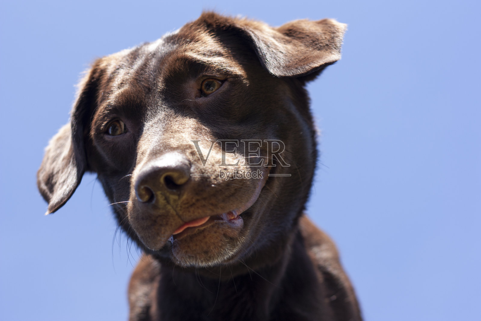 狗肖像照片摄影图片