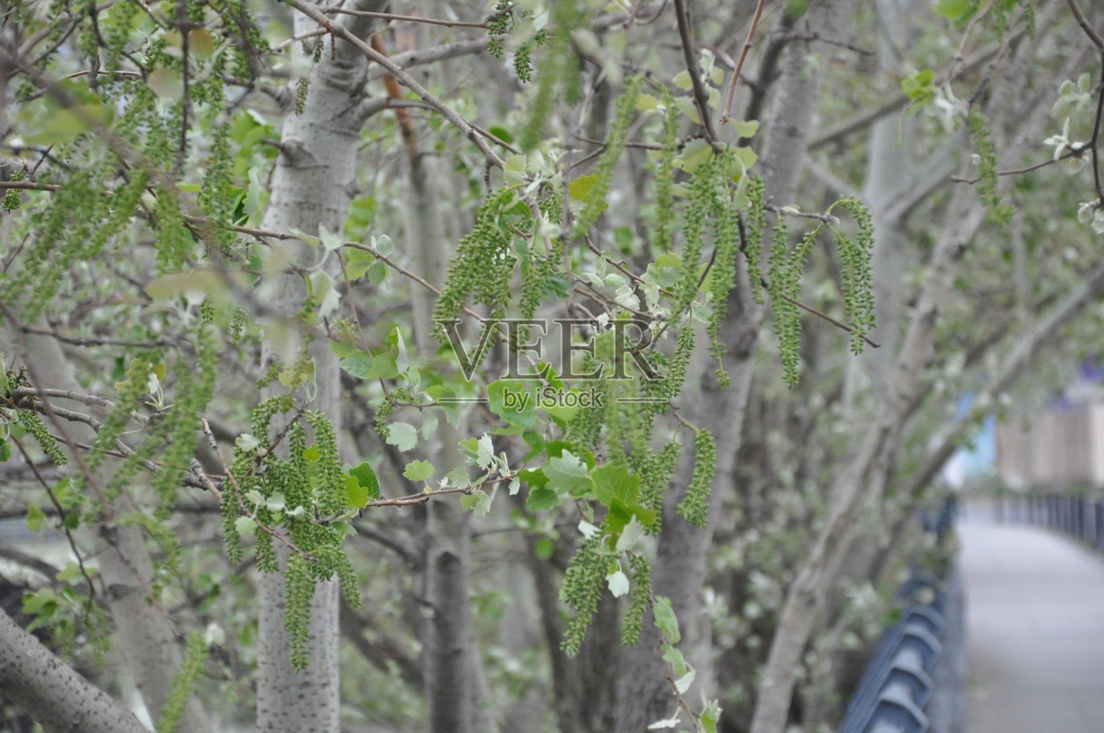 路边拍摄的各种树木和植物的图片照片摄影图片