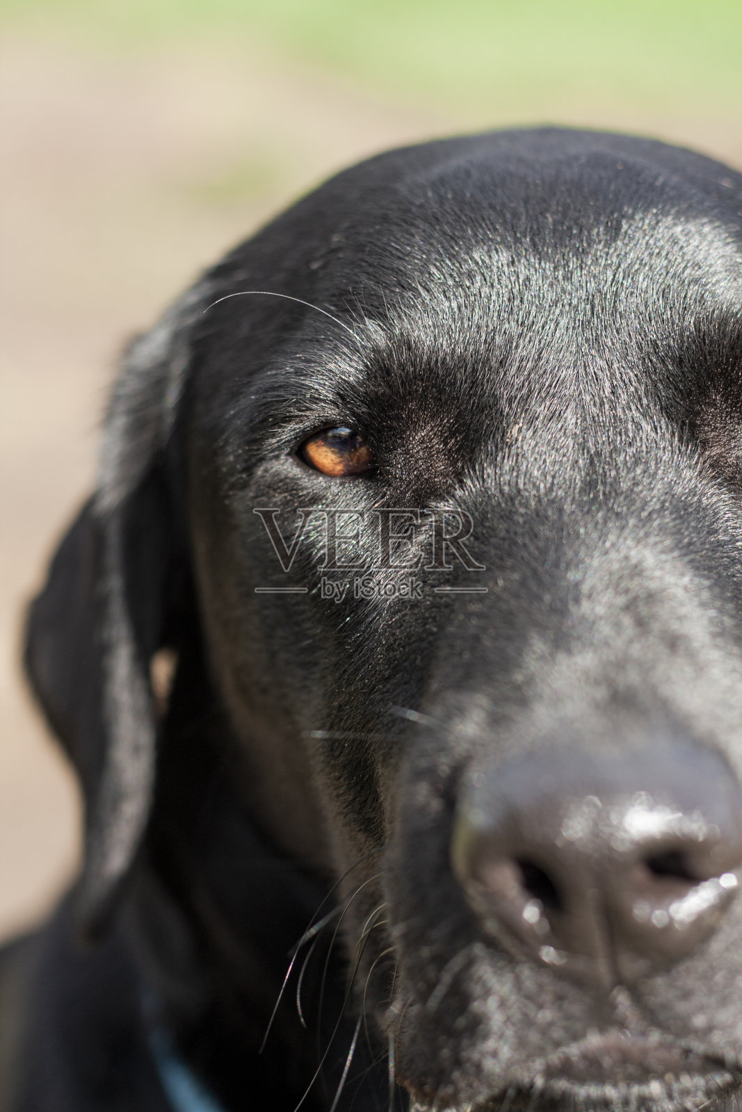 狗肖像照片摄影图片