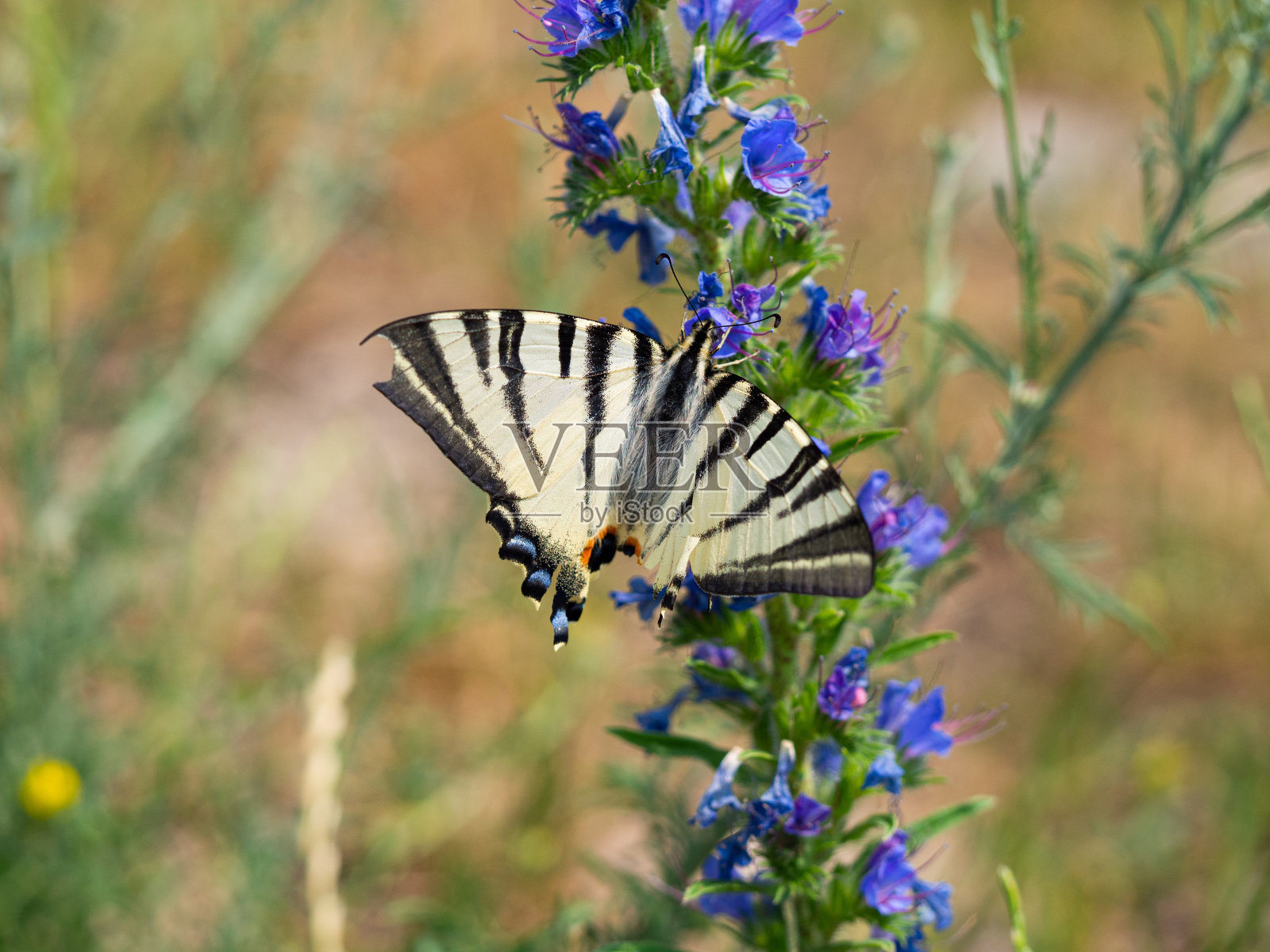 稀有的燕尾蝶(凤尾蝶)，栖息在蝰蛇属植物上照片摄影图片