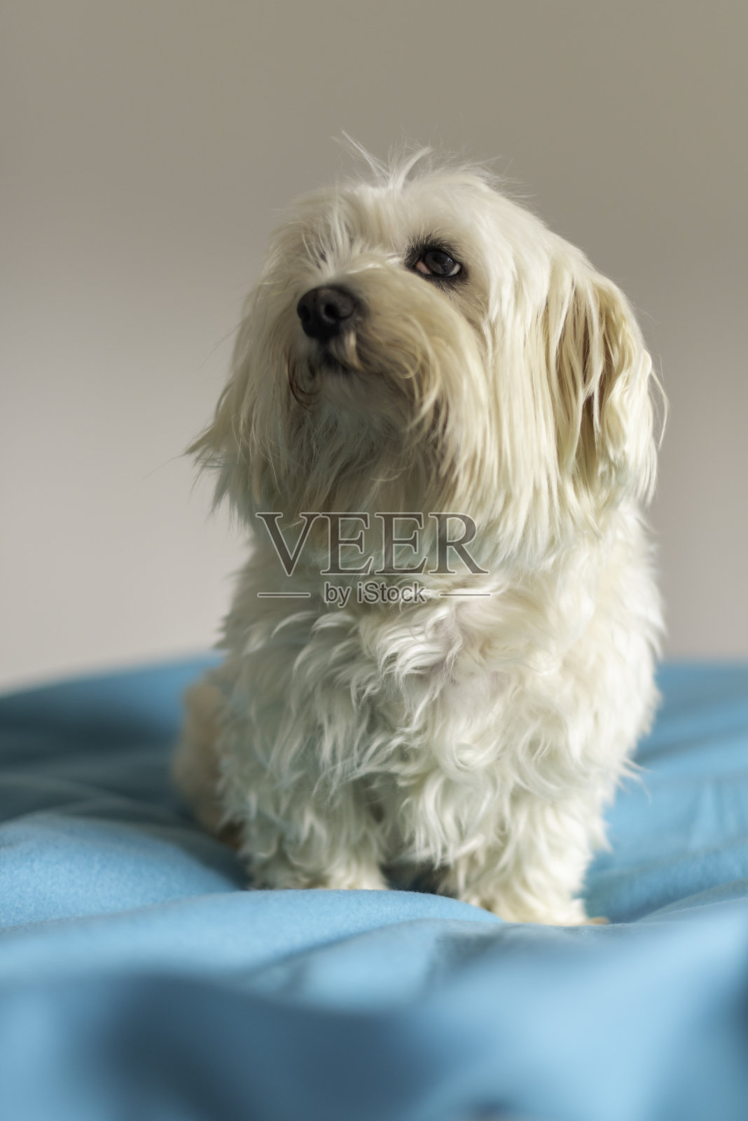 柯尔bichon。照片摄影图片