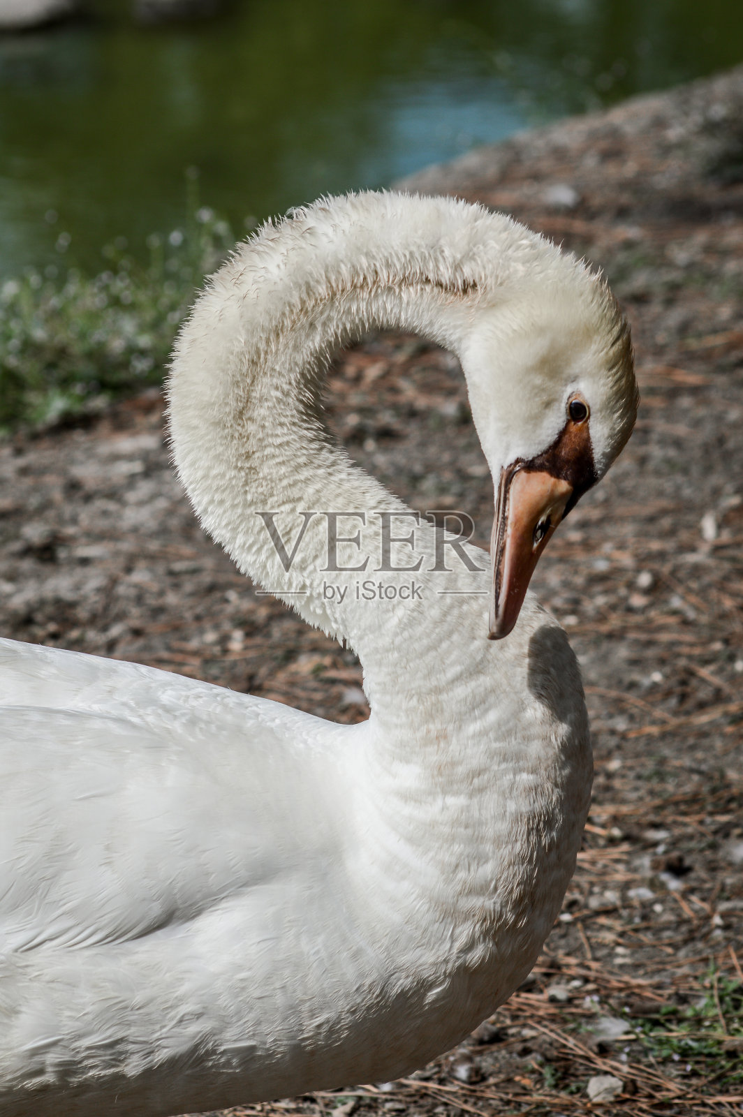 一个白天鹅在一个湖的池塘的近距离肖像。照片摄影图片