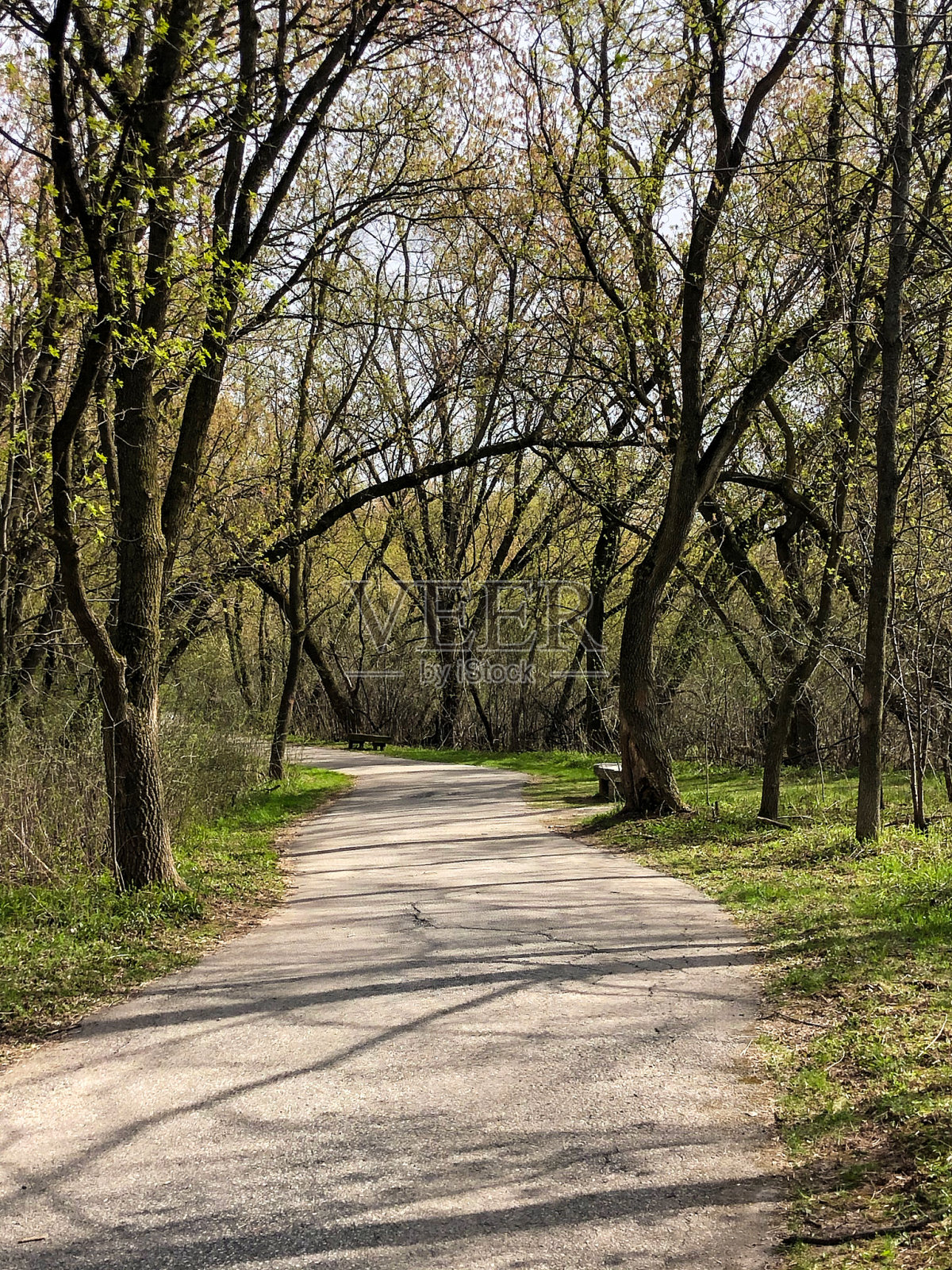 穿过森林的小路照片摄影图片