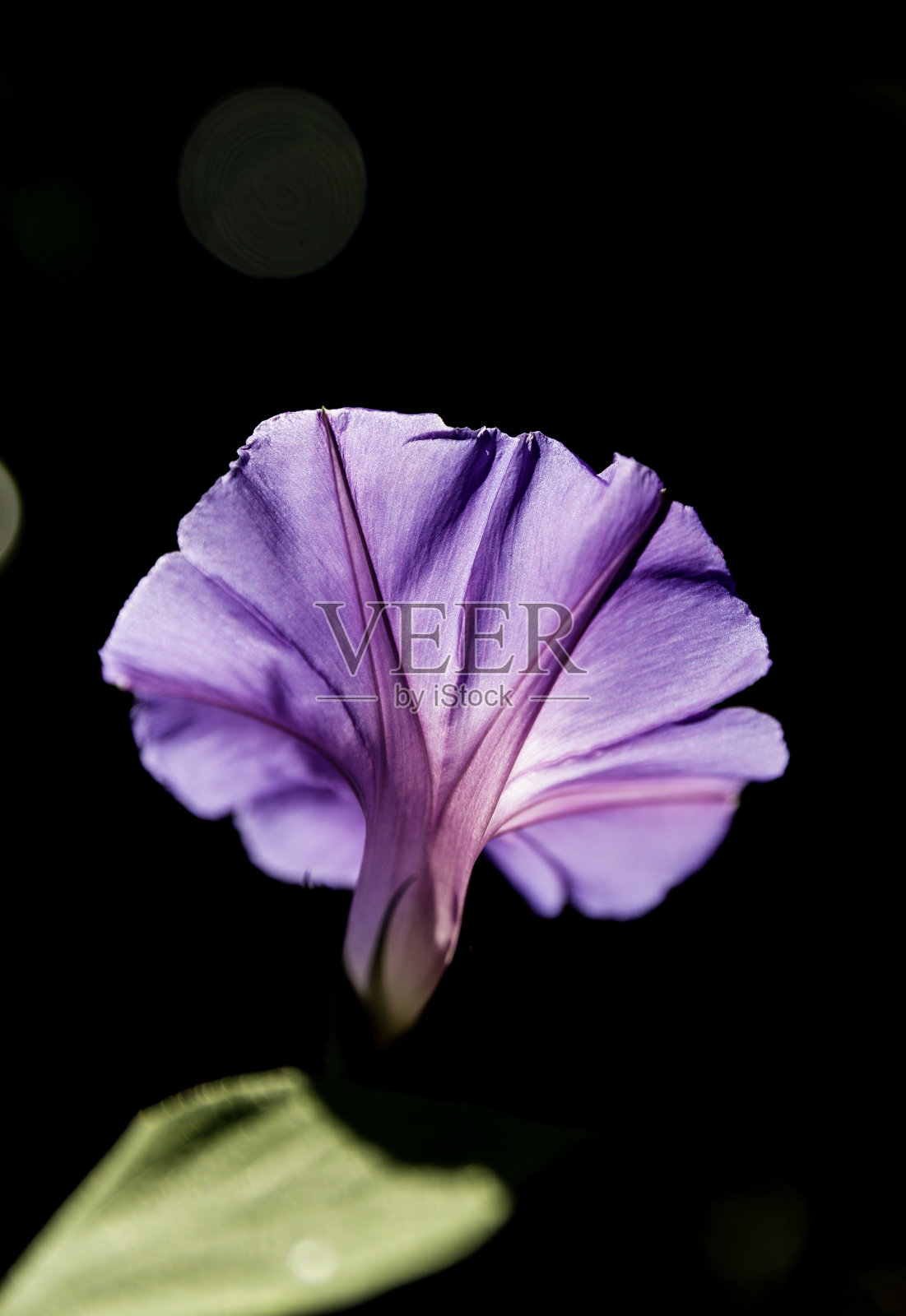 牵牛花摄影照片摄影图片