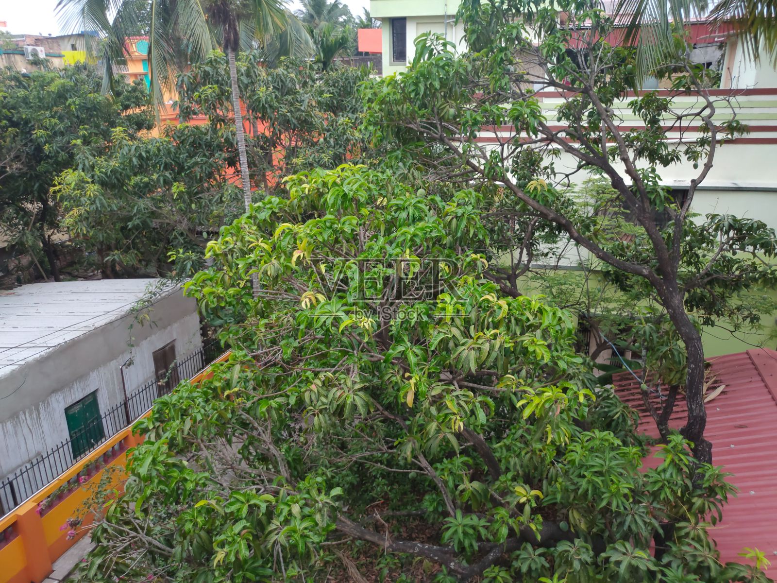 印度当地白天的绿色植物照片摄影图片