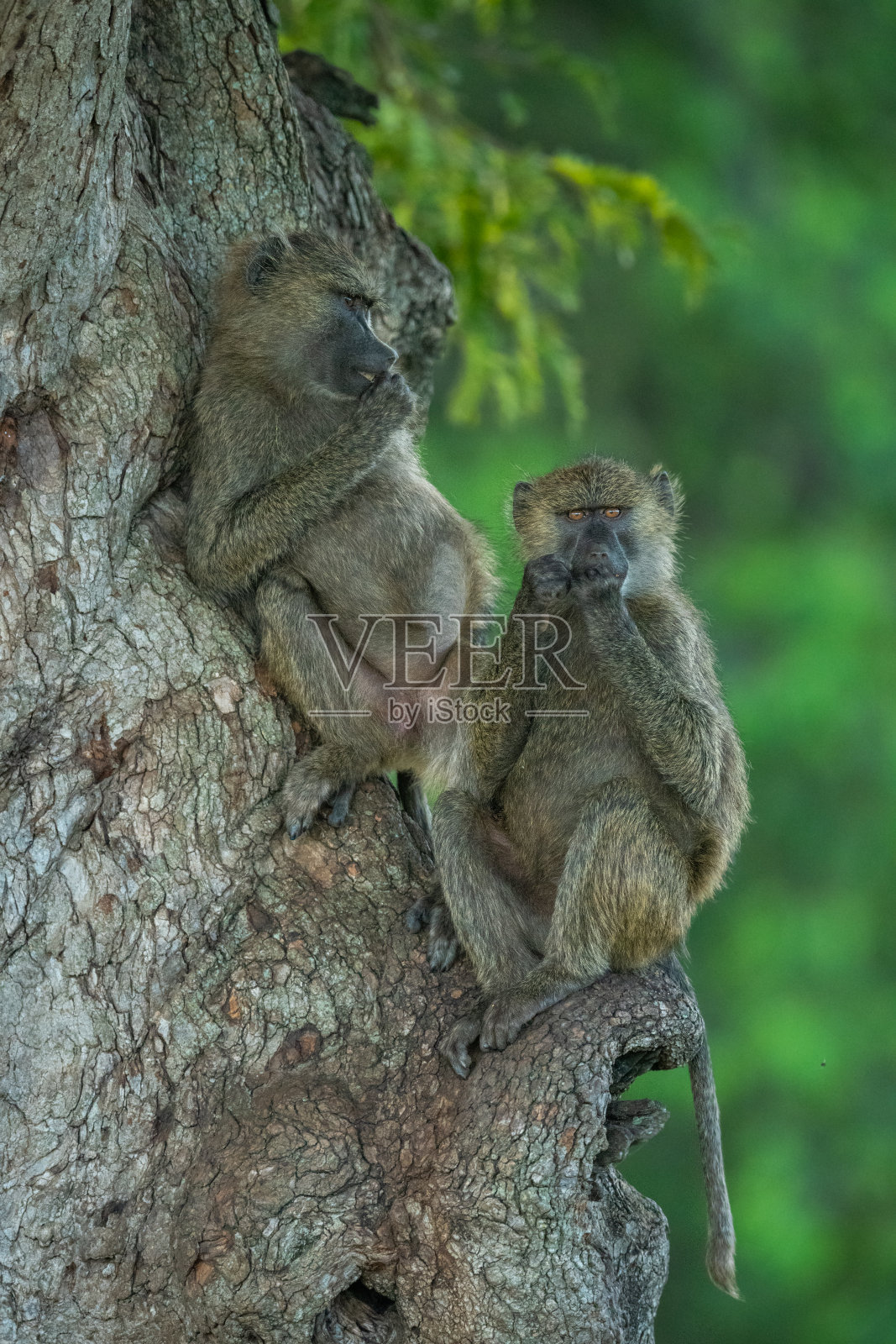 两只橄榄狒狒坐在树上放松照片摄影图片