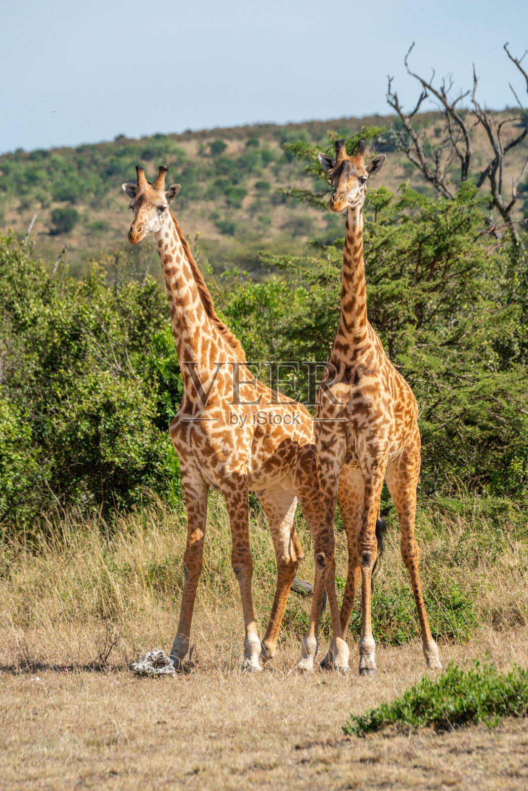 两只马赛长颈鹿并排站在空地上照片摄影图片
