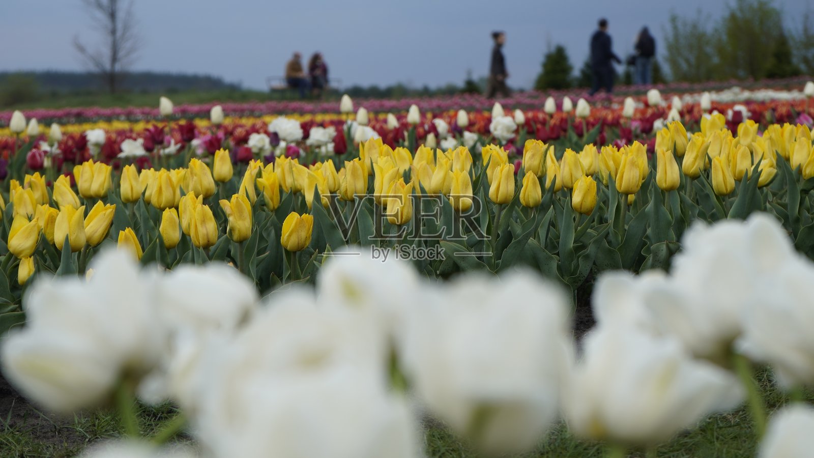 郁金香展览。多色郁金香的田野。植物区系，有许多彩色的花。很多的郁金香。照片摄影图片