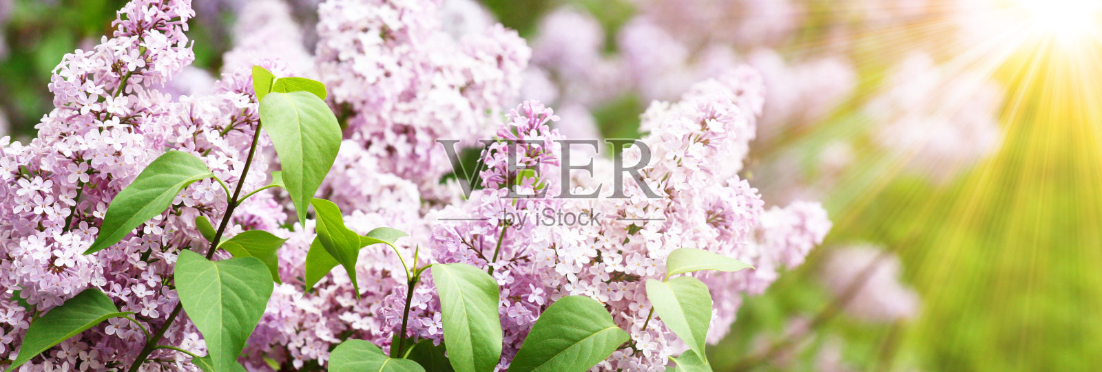 春天的背景是樱花树照片摄影图片