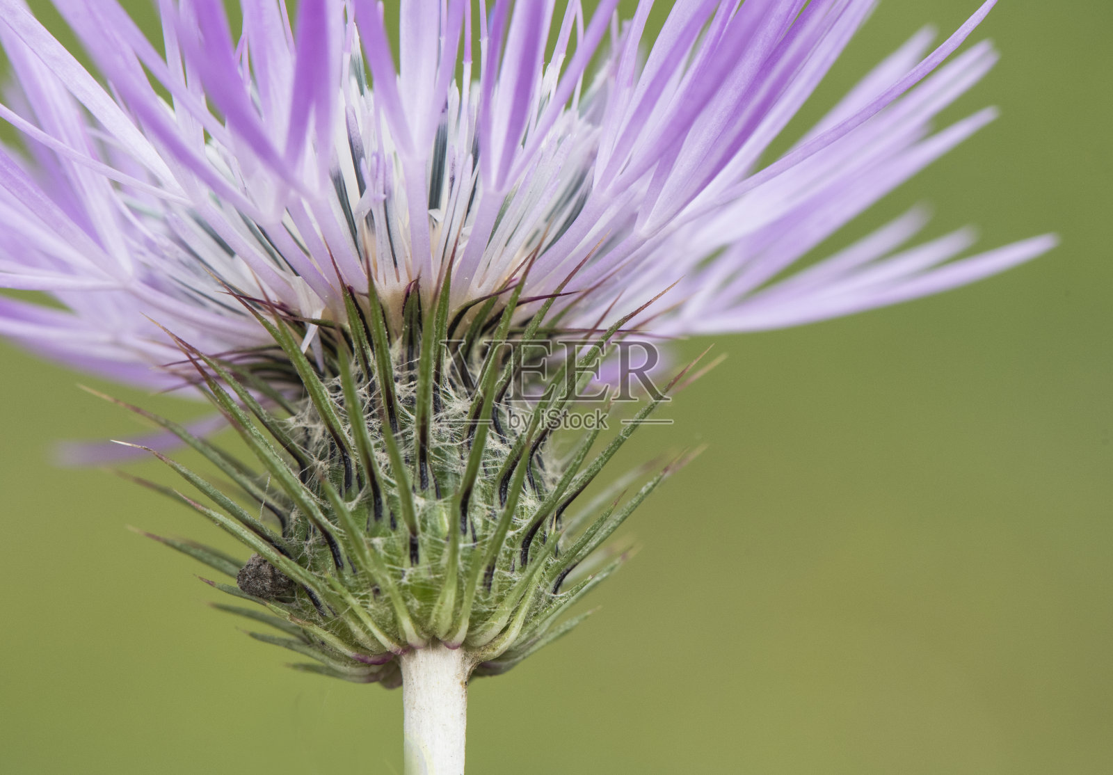 半乳被绒毛的紫乳蓟植物有刺和一个可爱的紫色星形花照片摄影图片