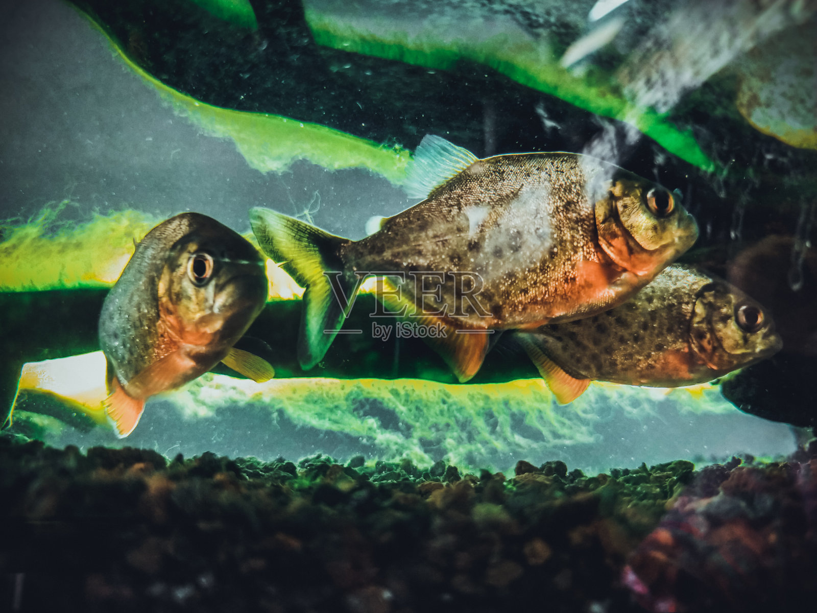 淡水水虎鱼照片摄影图片