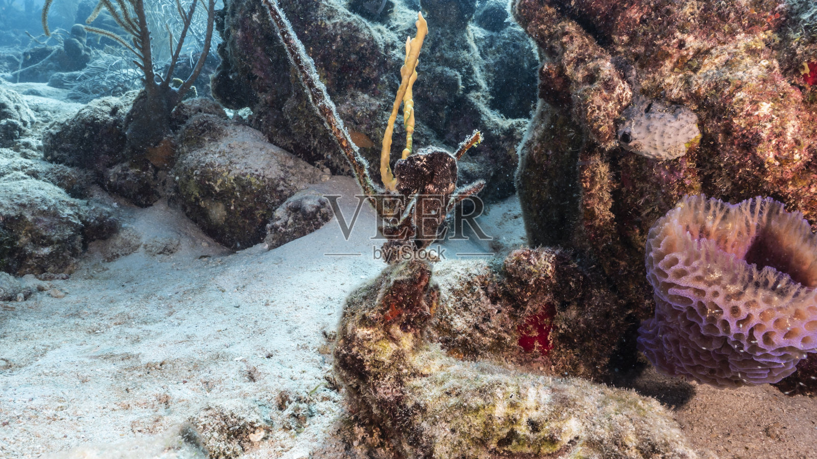 近距离观察加勒比海珊瑚礁中的海马/库拉索岛照片摄影图片