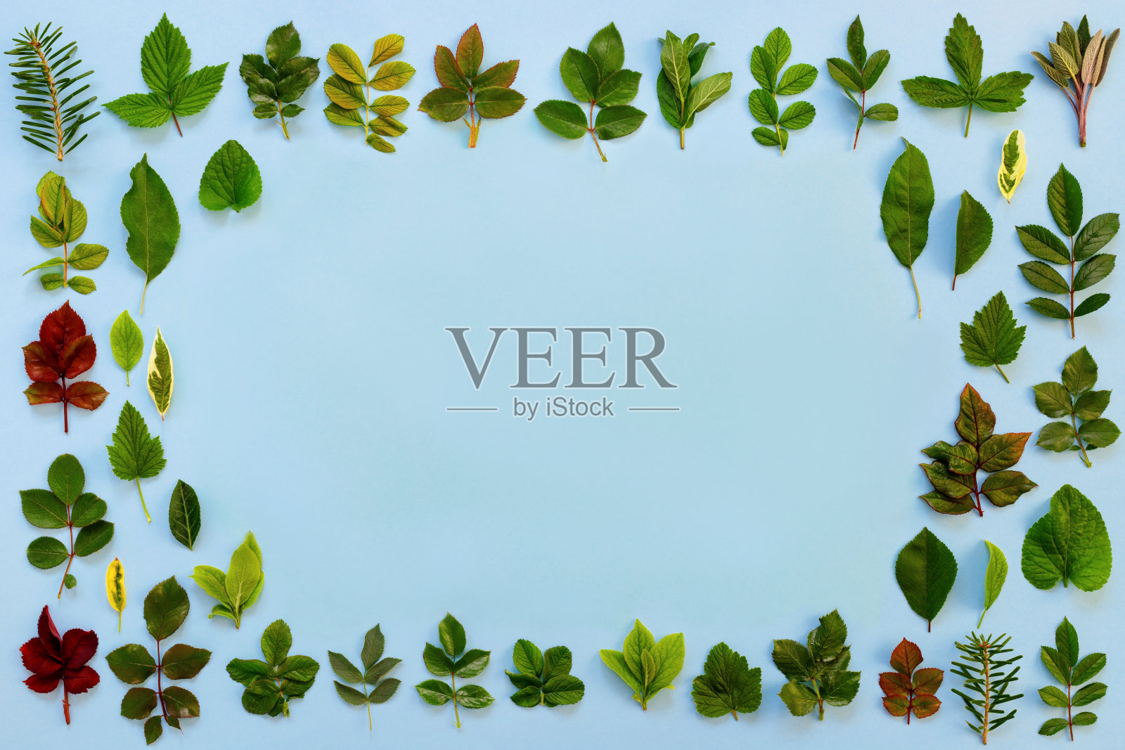 蓝色纸上的各种绿叶图案照片摄影图片