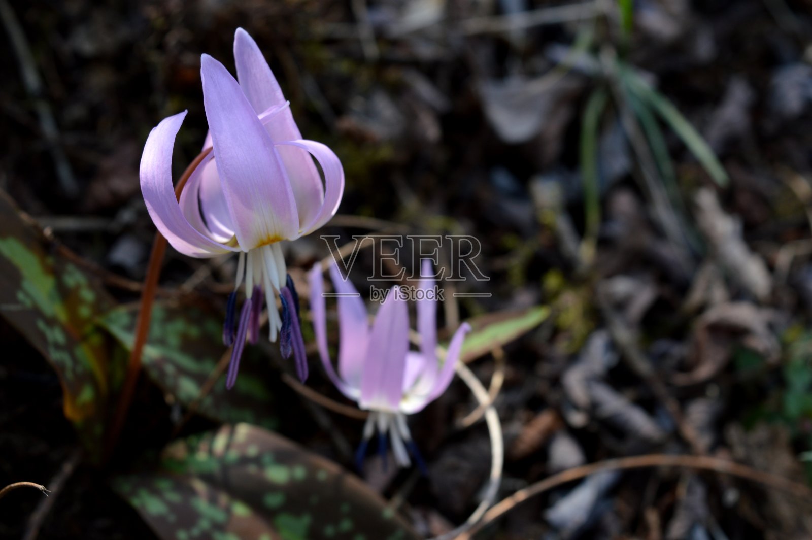 森林里的一种奇怪的紫色花朵照片摄影图片
