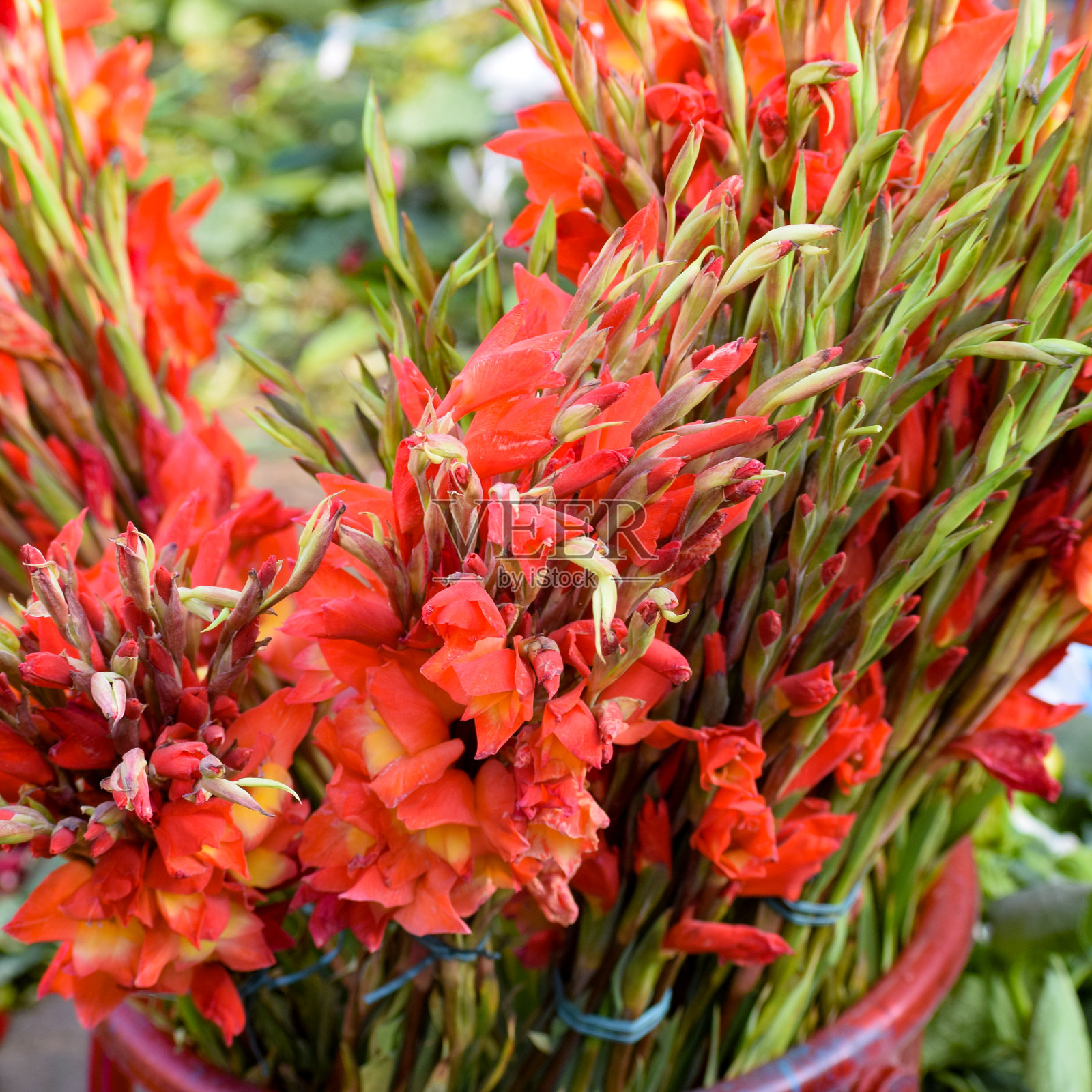 Ghazipur Phool Mandi鲜花市场上午情况，鲜花本身来自中国，越南，泰国和印度照片摄影图片