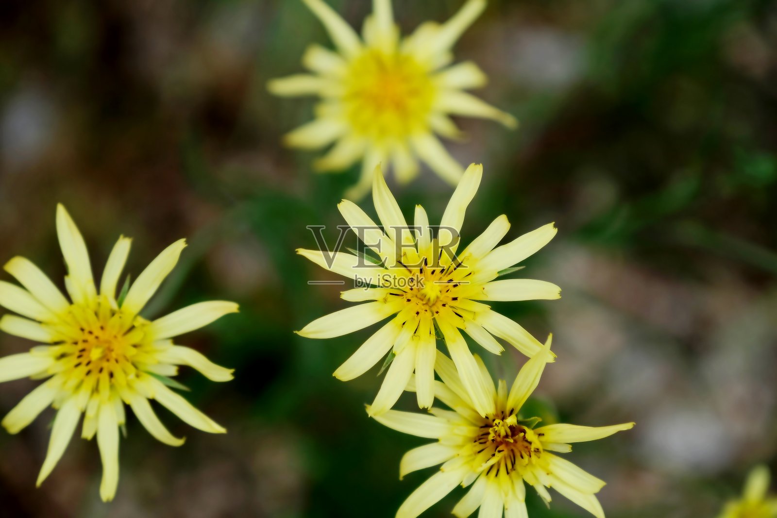 黄色的野花照片摄影图片