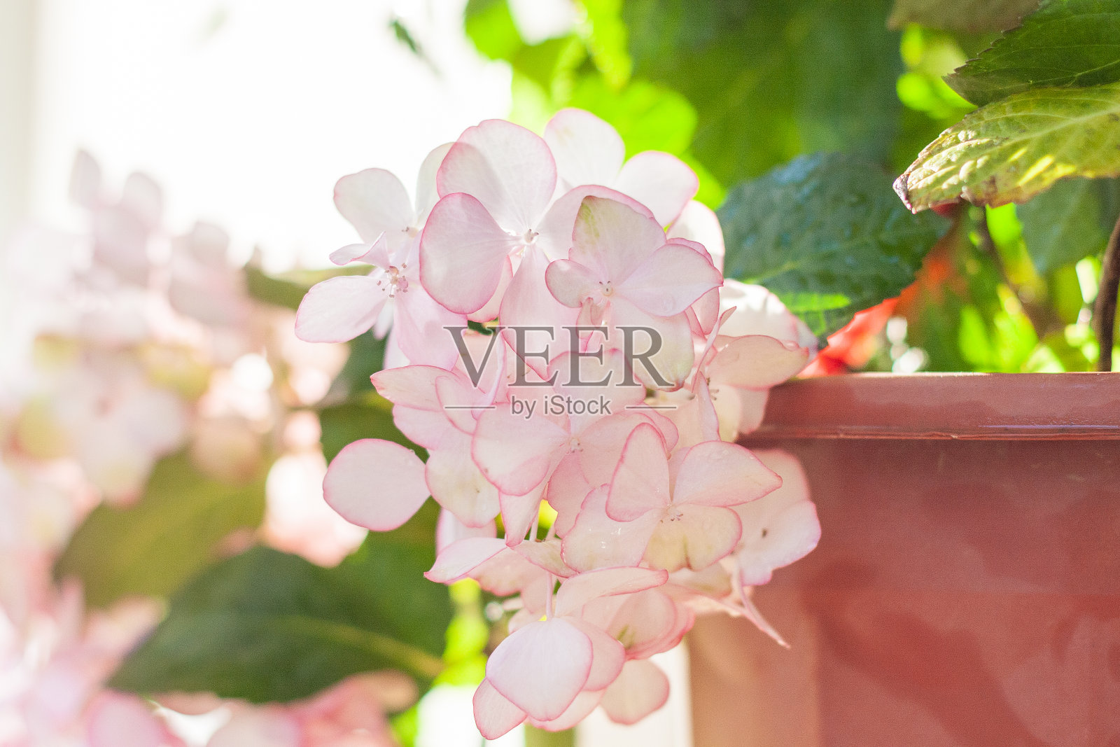 粉红色的花，绣球花，永远的夏天，无尽的夏天照片摄影图片