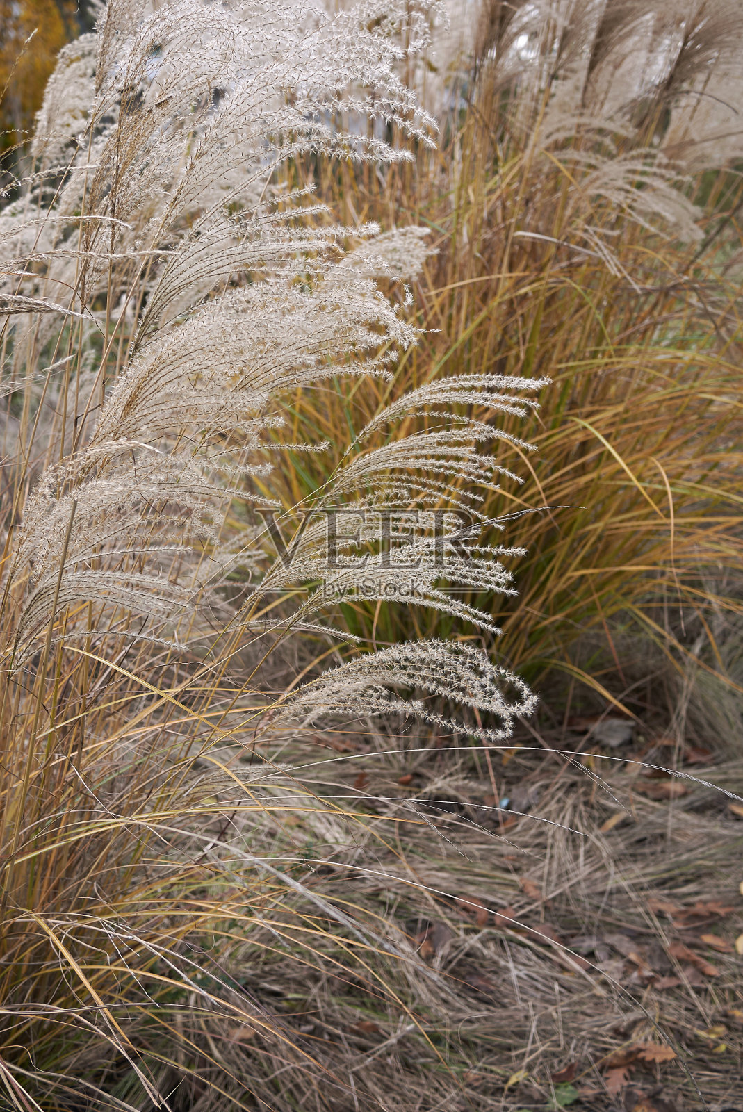 芒草sinensis照片摄影图片
