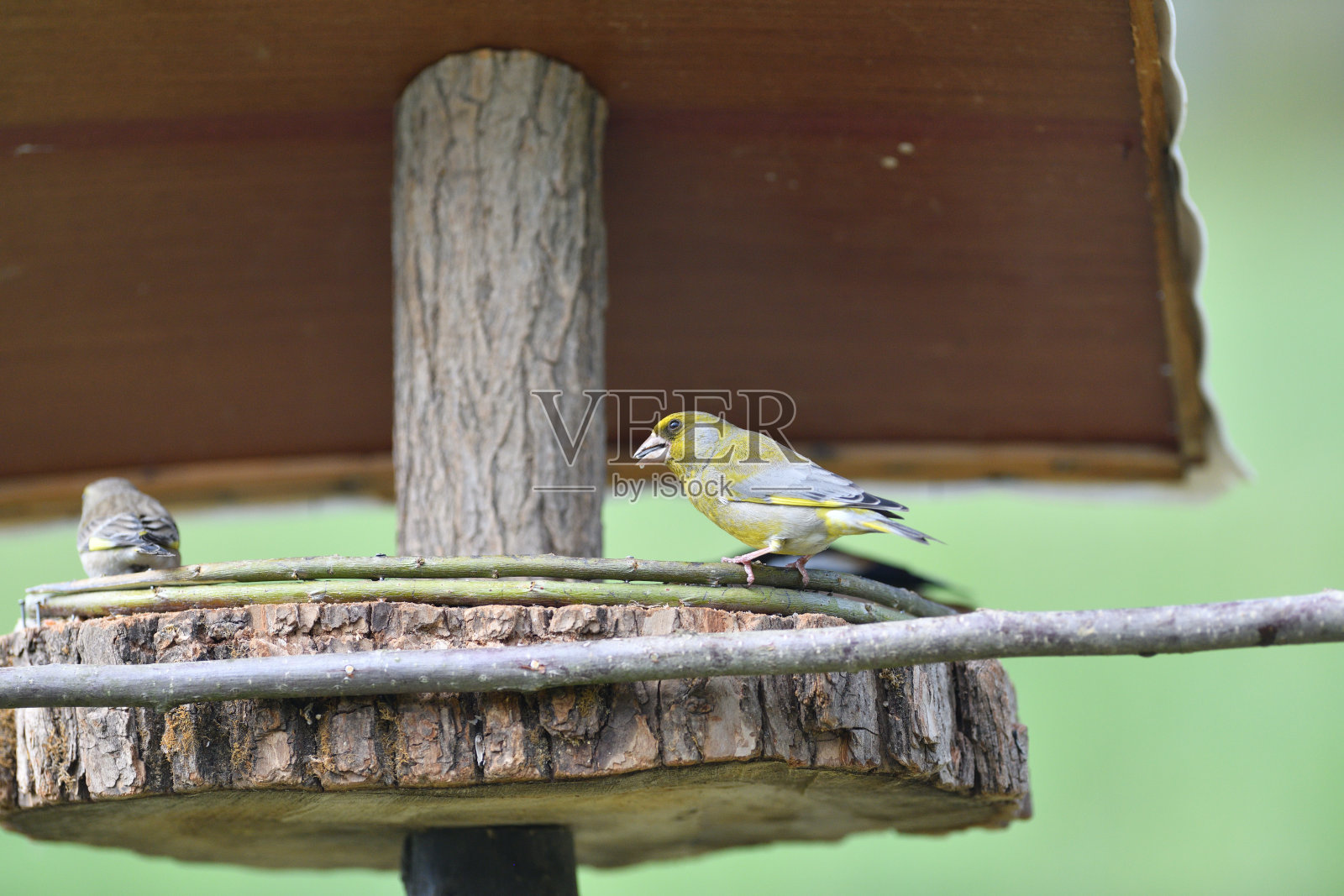 欧洲金翅雀坐在饲料架上吃向日葵和种子照片摄影图片