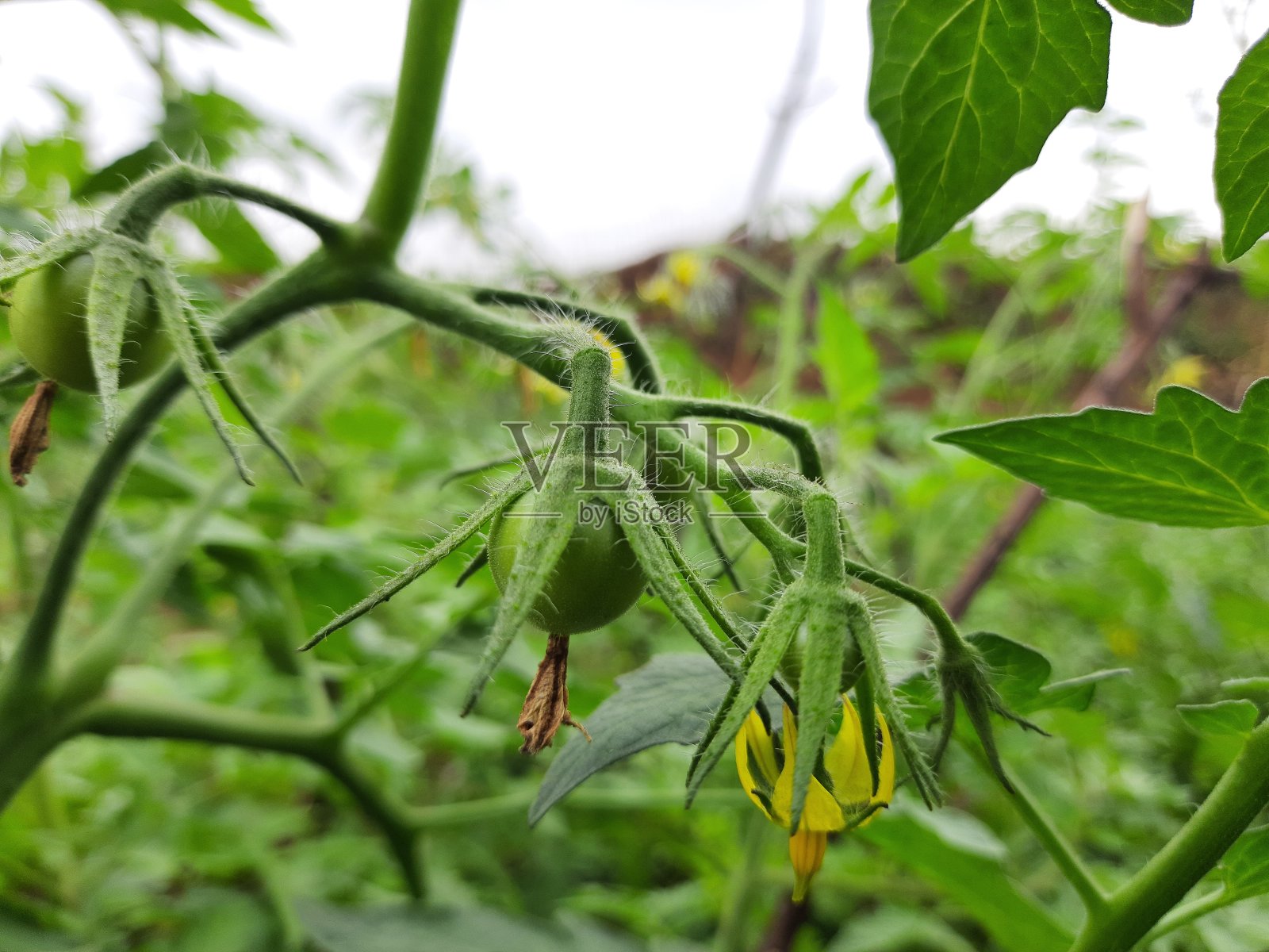 植物中的绿色番茄。照片摄影图片