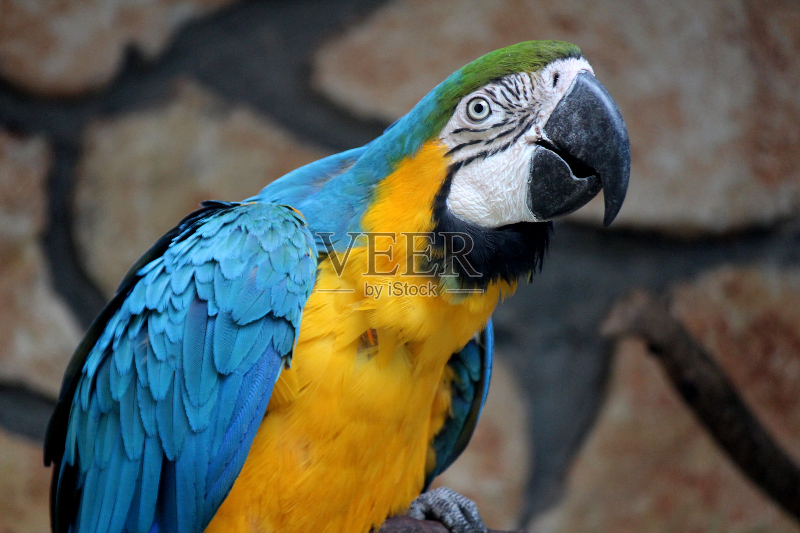 蓝黄色鹦鹉照片摄影图片