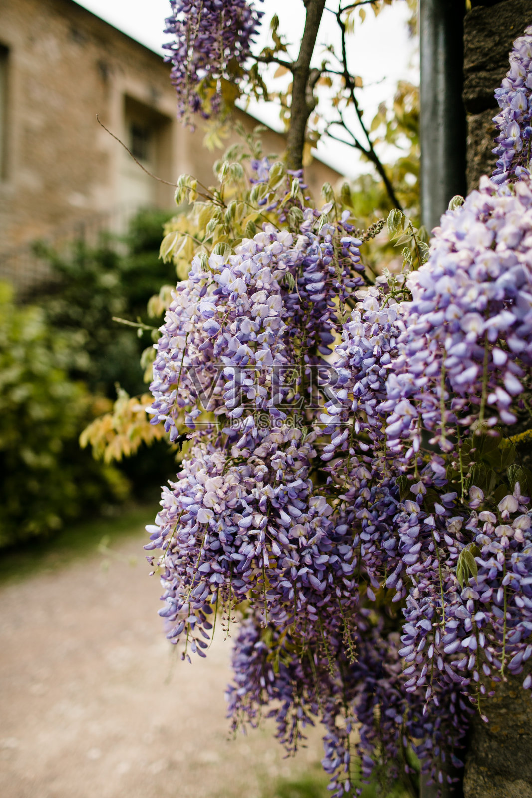 法国乡村墙上的紫藤照片摄影图片