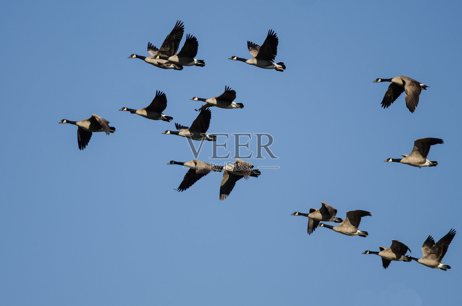 一群加拿大雁在蓝天上飞翔照片摄影图片