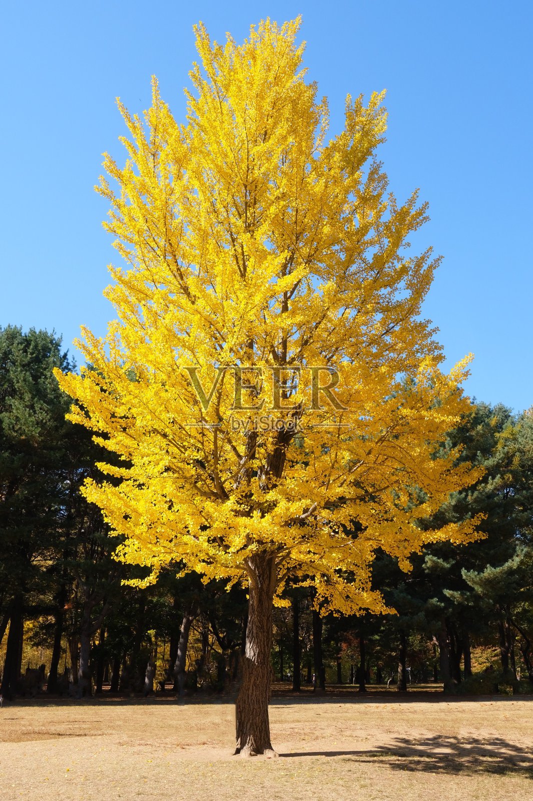 公园里那棵长着黄叶的大树。自然背景。照片摄影图片