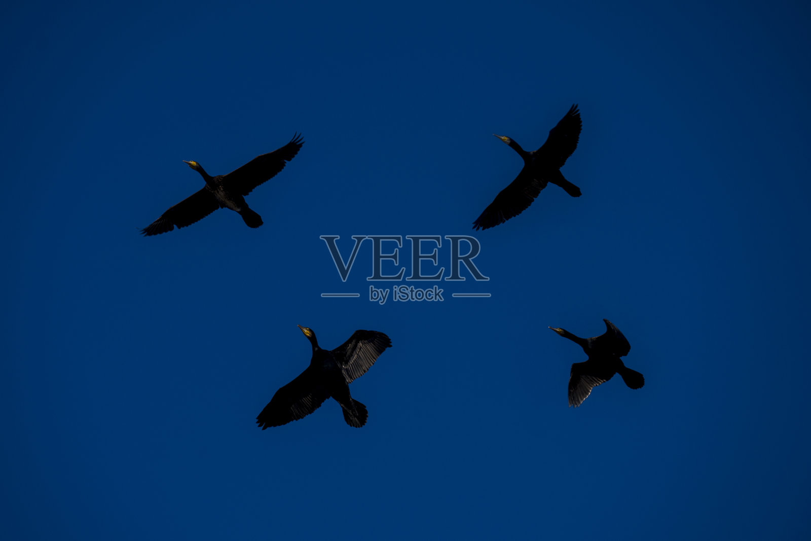 鸬鹚群在蓝天上飞翔照片摄影图片