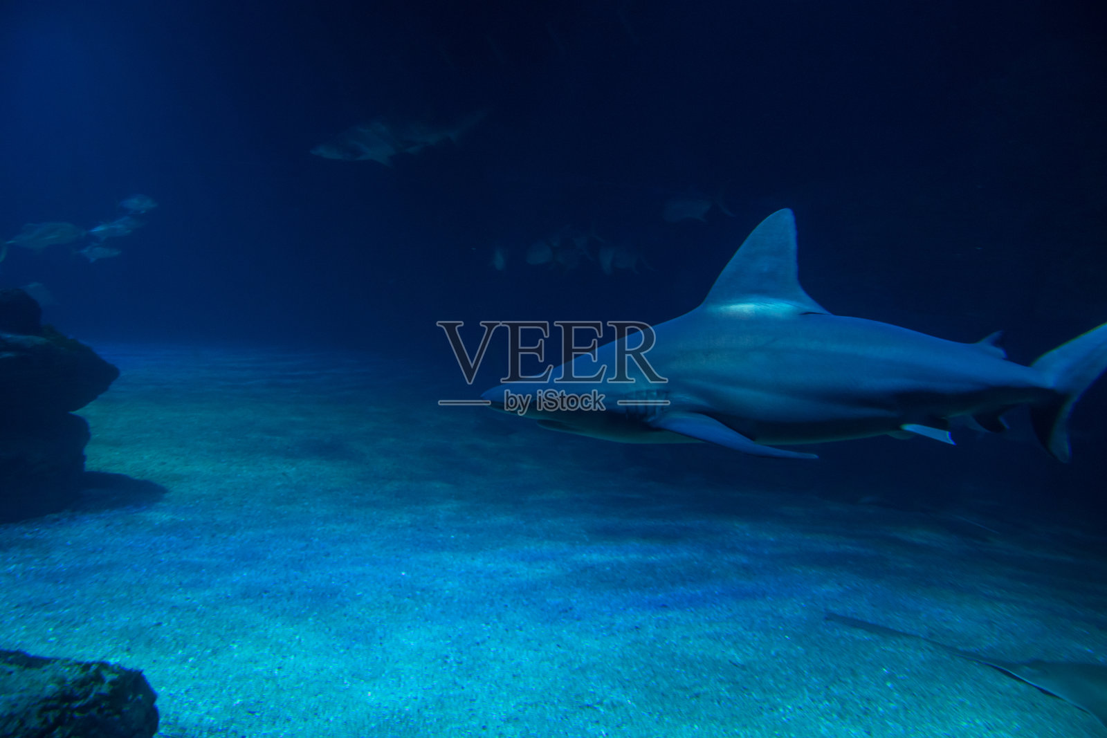 鲨鱼在水里，西班牙照片摄影图片