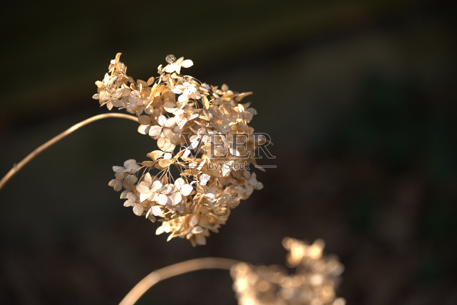 绣球花在冬天。照片摄影图片