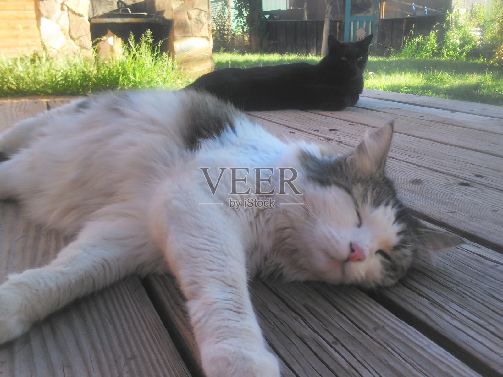 猫睡在木头上的特写镜头照片摄影图片