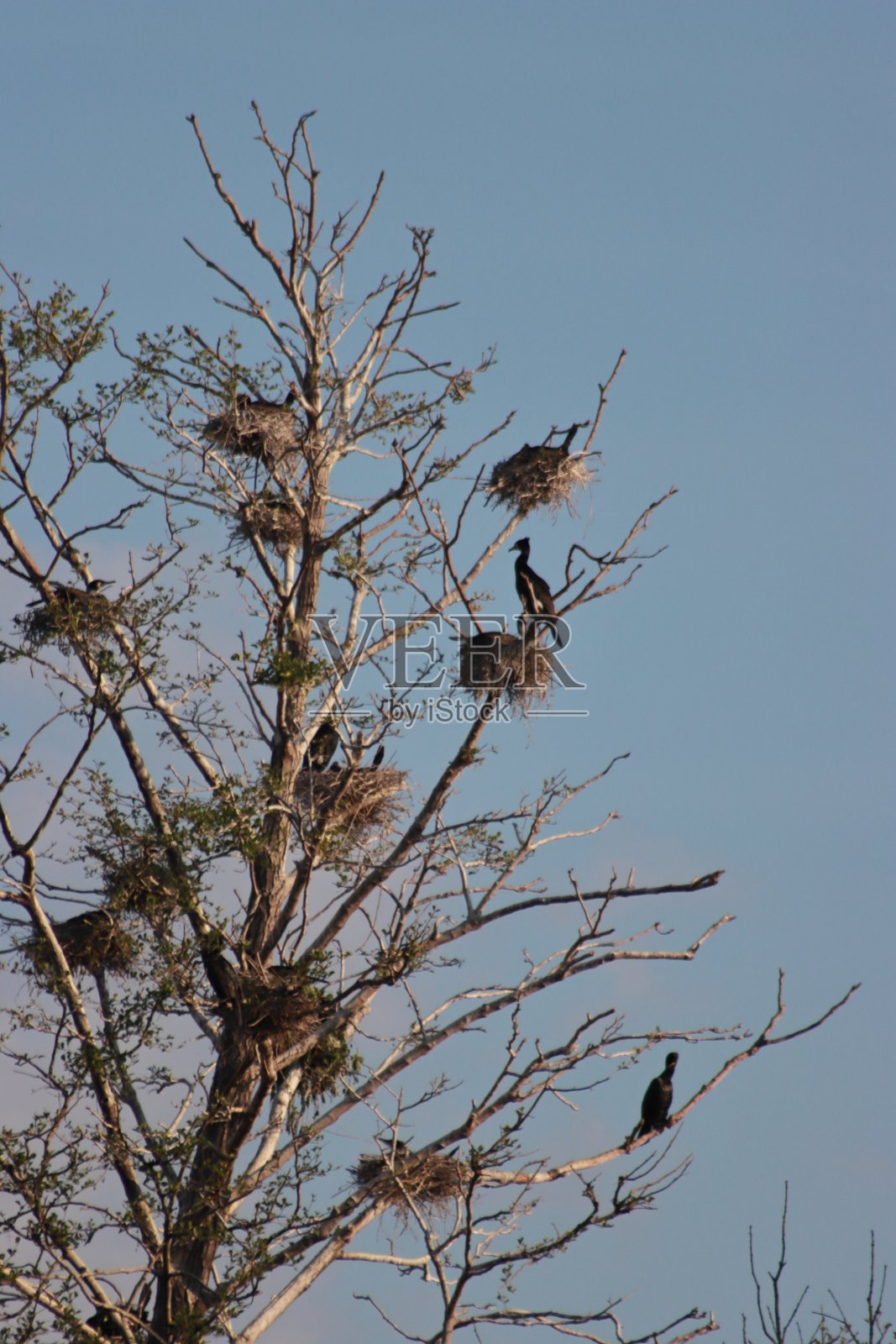 树上成群的鸬鹚照片摄影图片