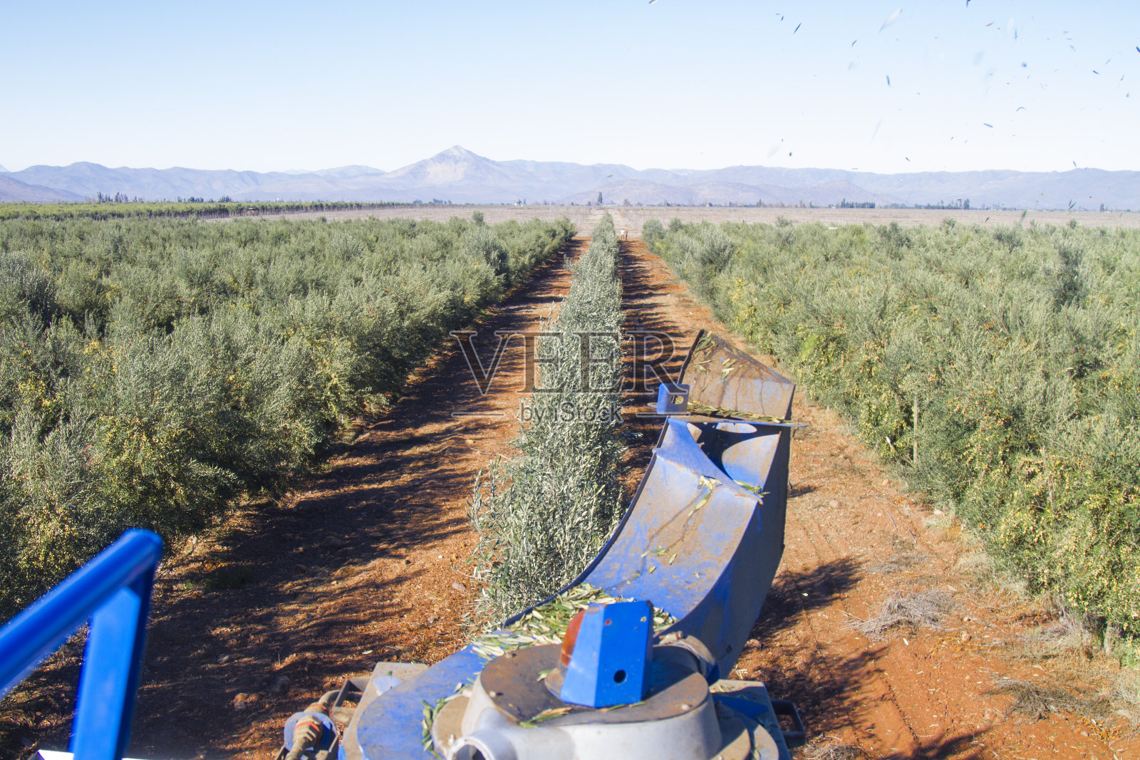 拖拉机在有机绿色橄榄农场中间照片摄影图片