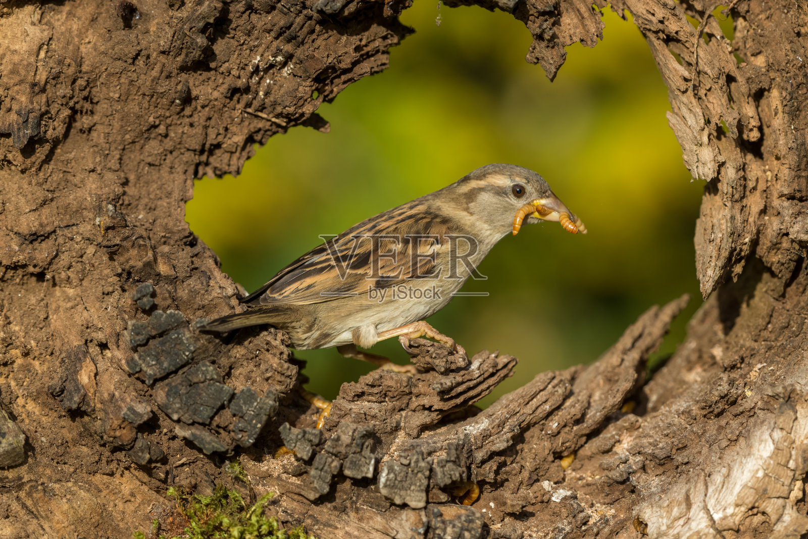 家麻雀(学名:家麻雀)。一只雌家麻雀满嘴，正对着一根倒下的腐烂的木头。关闭了。水平的。副本的空间。照片摄影图片