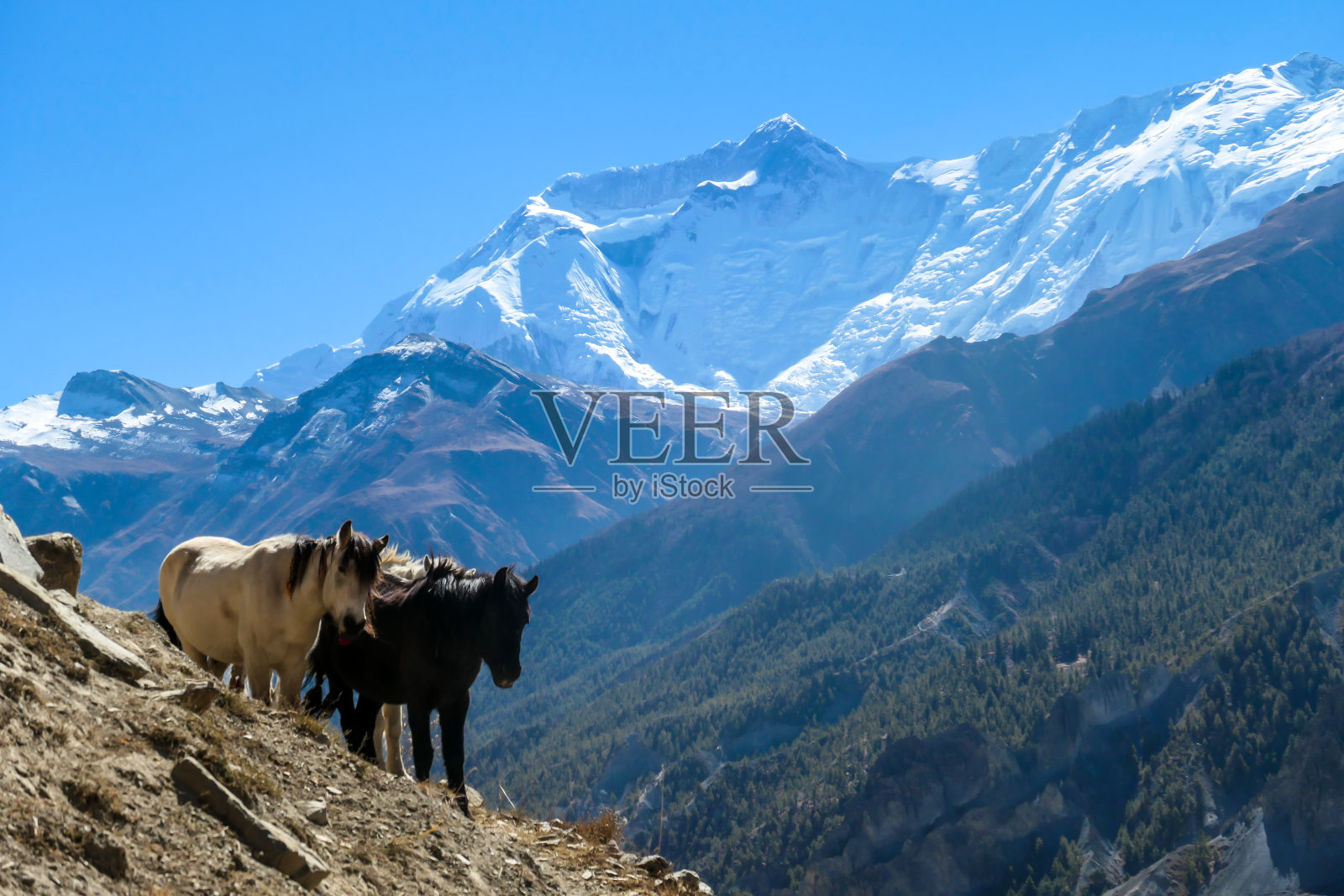 Praken Gompa -在喜马拉雅山游荡的马照片摄影图片
