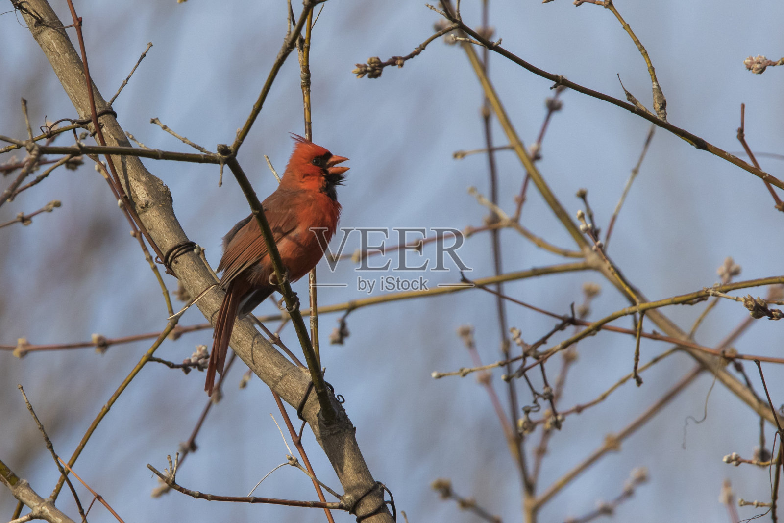 男性北部红衣凤头鸟照片摄影图片