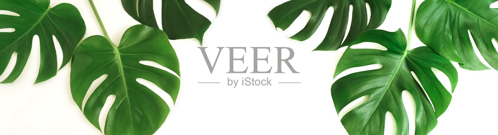 热带绿色怪物的叶子，树枝图案框架孤立在白色的背景上。前视图。space.abstract副本。照片摄影图片