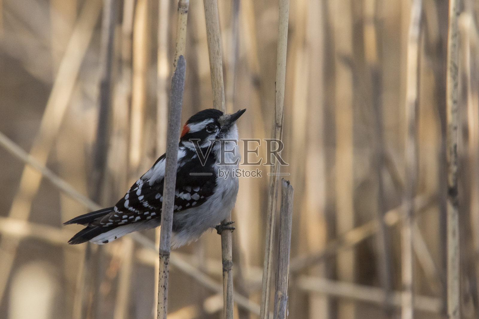 男性柔和的啄木鸟照片摄影图片