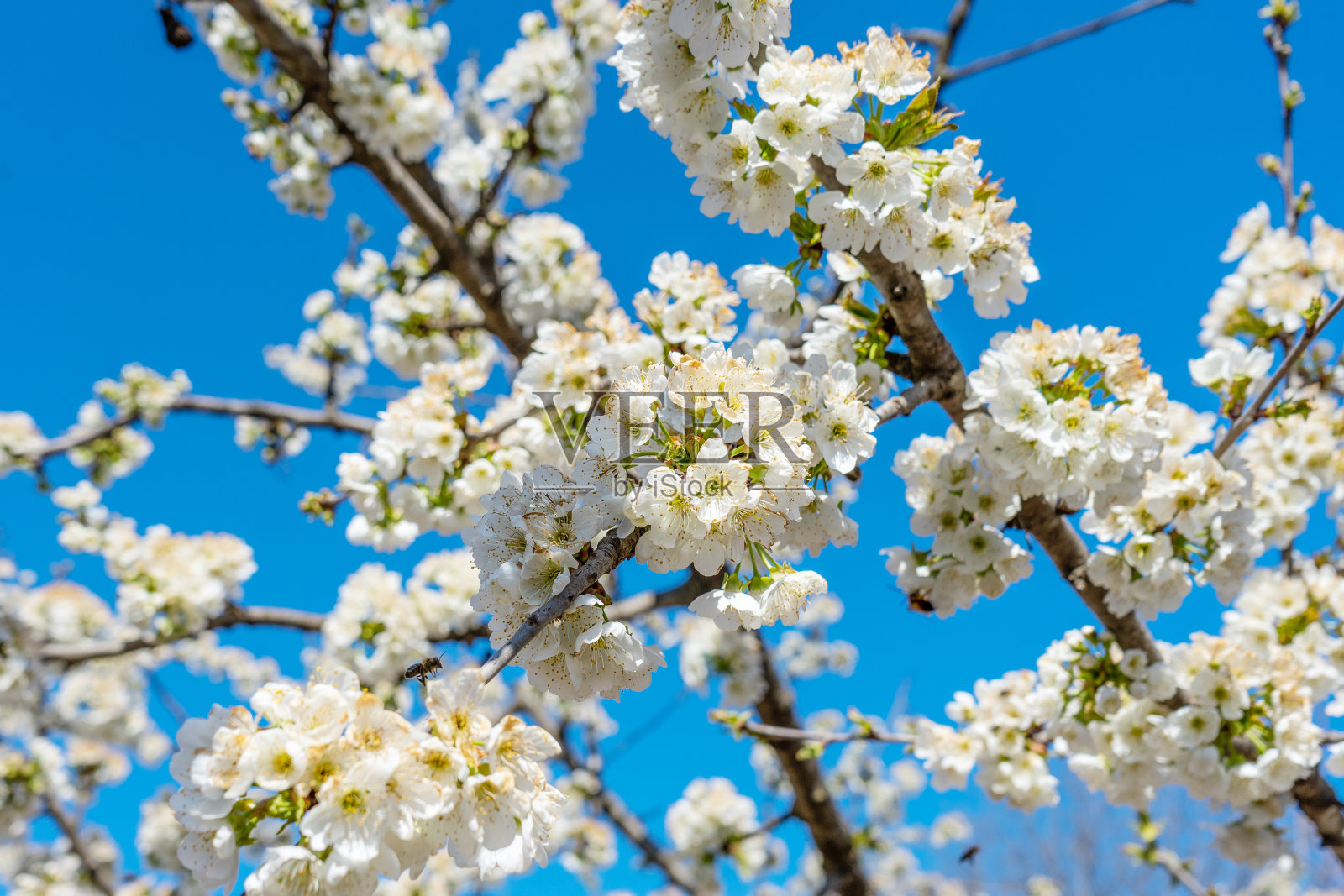 盛开的树木特写。白树开花照片摄影图片