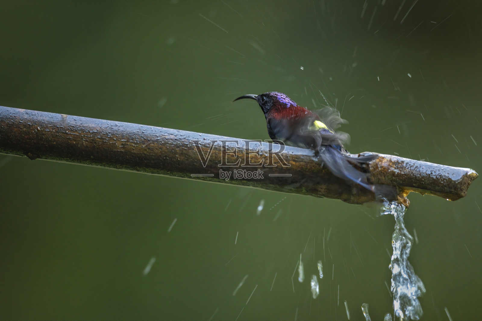 洗澡的鸟照片摄影图片