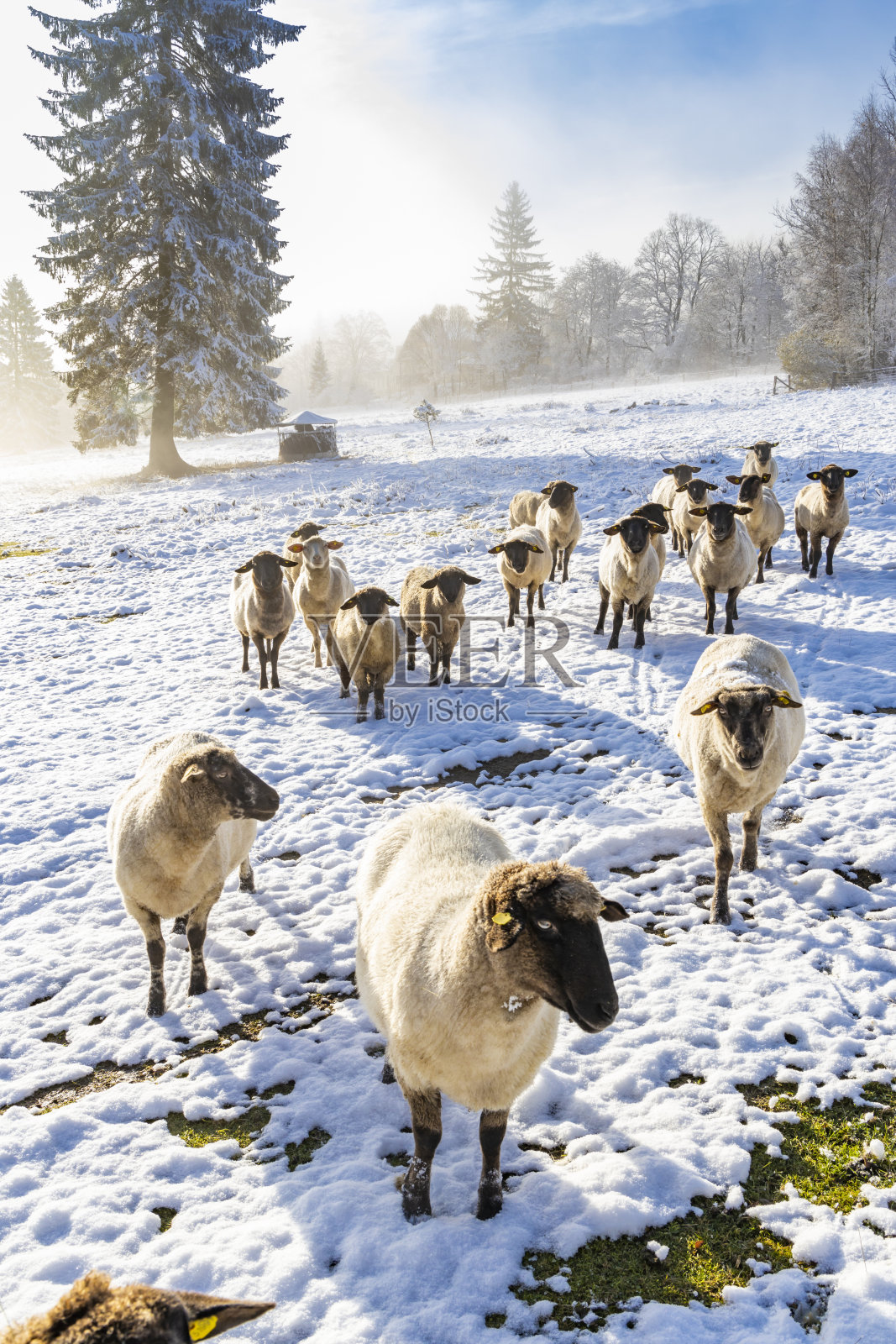 捷克共和国东波西米亚的奥立克霍里羊照片摄影图片