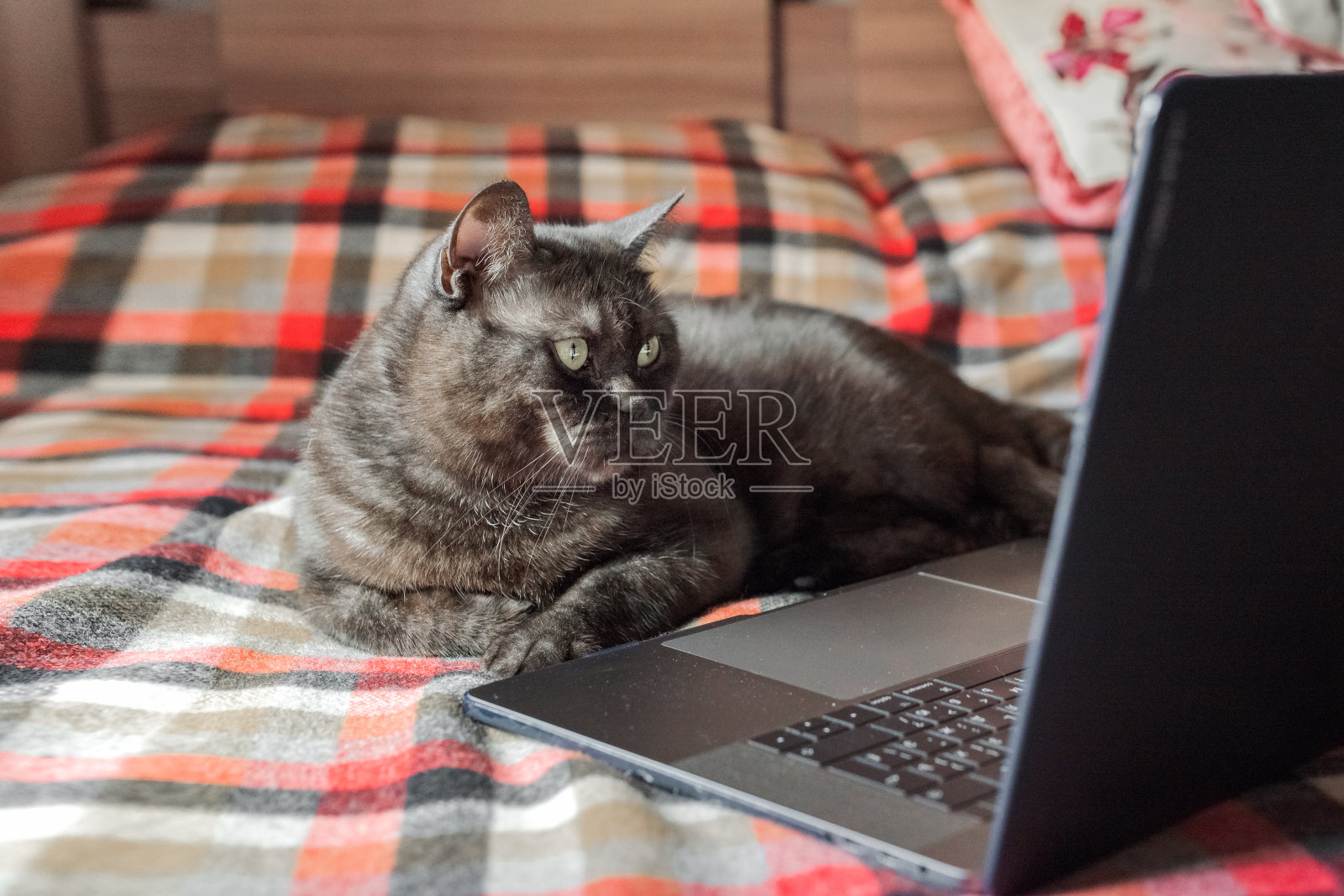 有趣的猫假装用笔记本电脑照片摄影图片