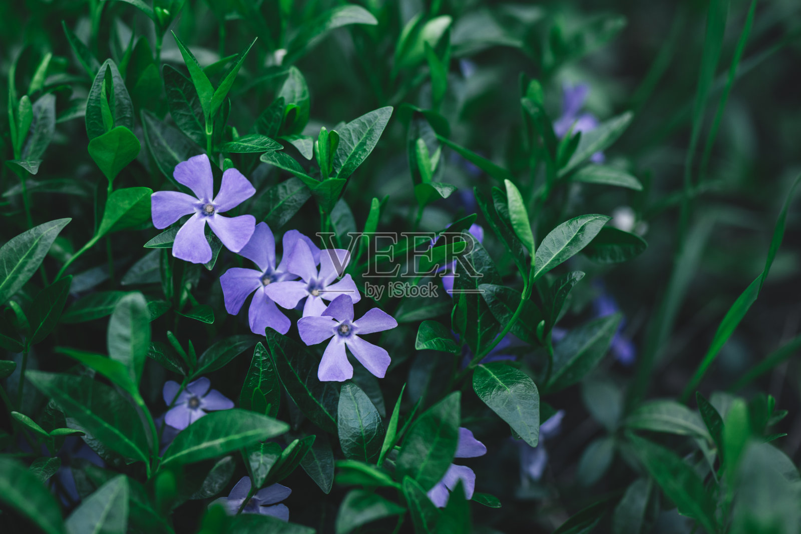 春天的花园里，美丽的紫苏花。照片摄影图片