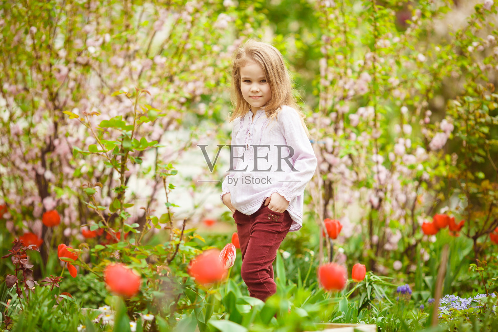 可爱的小女孩在杏花和郁金香的花坛里照片摄影图片