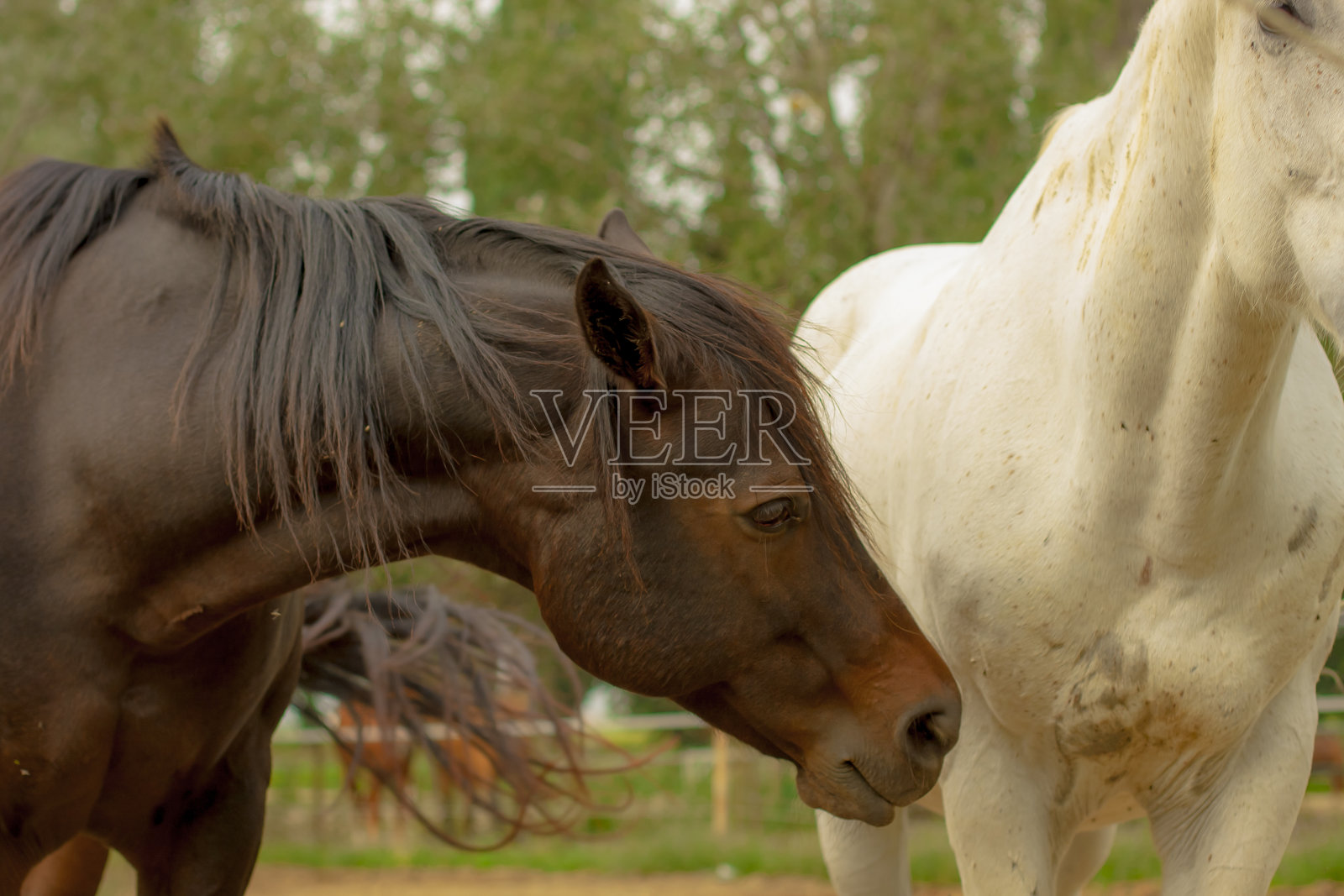 马的姿势照片摄影图片